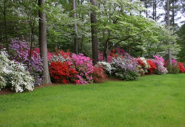 Rhododendrons in a garden landscape