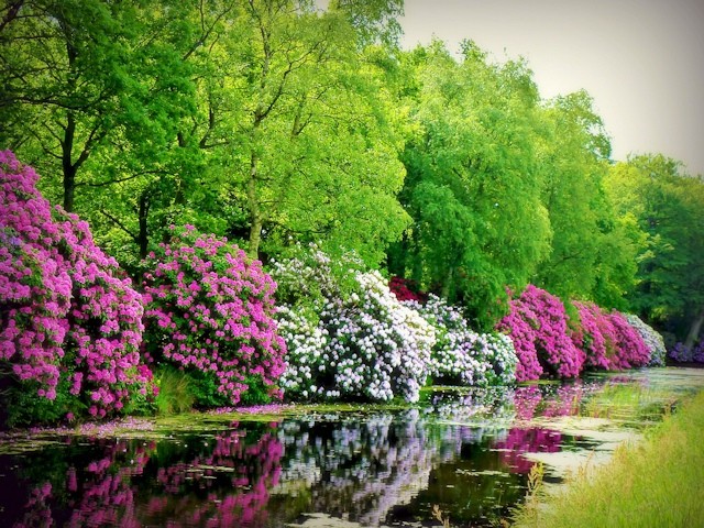 Rhododendrons in a garden landscape