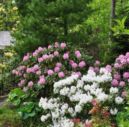 Rhododendrons in a garden landscape