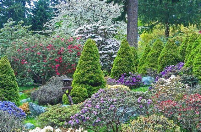 Rhododendrons in a garden landscape