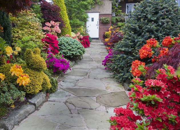 Rhododendrons in a garden landscape