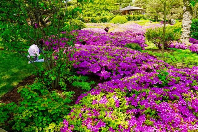 Rhododendrons in a garden landscape