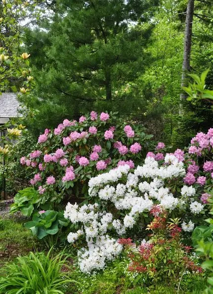 Rhododendrons in a garden landscape