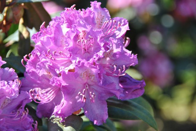 Rhododendrons in Siberia: planting care, varieties, photos