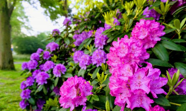 Rhododendrons in Siberia: planting care, varieties, photos