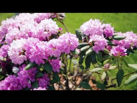 Rhododendrons in Siberia: planting care, varieties, photos