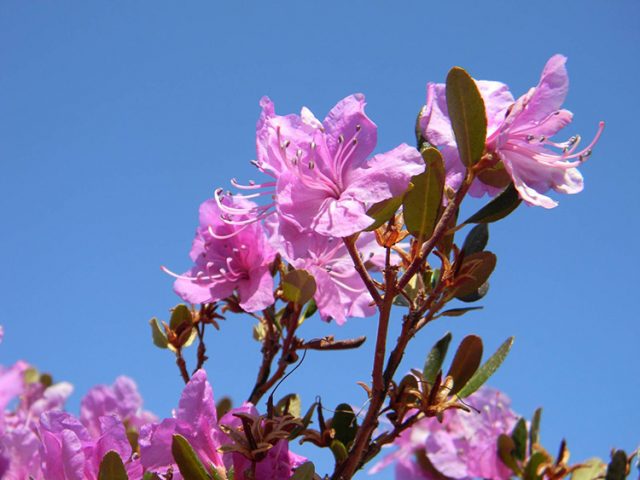 Rhododendrons in Siberia: planting care, varieties, photos