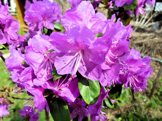 Rhododendrons in Siberia: planting care, varieties, photos