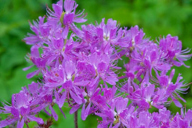 Rhododendrons in Siberia: planting care, varieties, photos