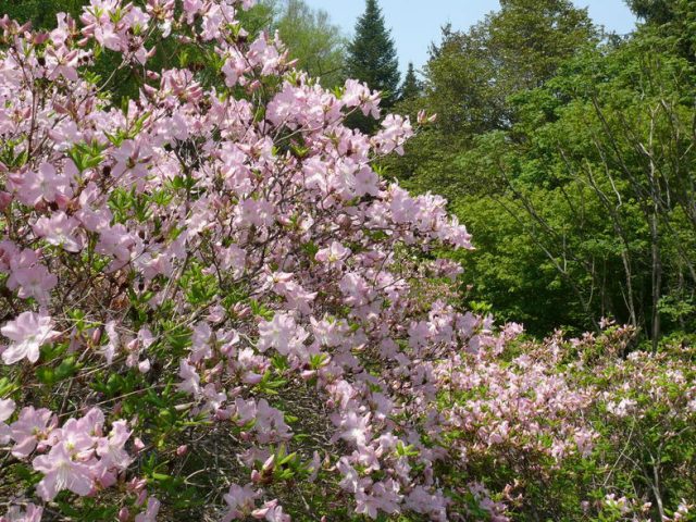 Rhododendrons in Siberia: planting care, varieties, photos