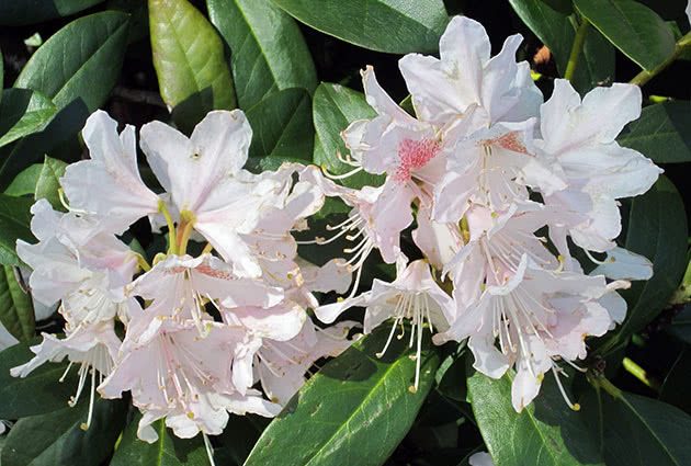 Rhododendrons in Siberia: planting care, varieties, photos