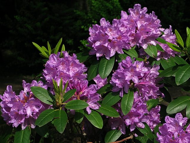 Rhododendrons in Siberia: planting care, varieties, photos