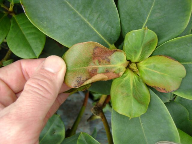 Rhododendrons in Siberia: planting care, varieties, photos