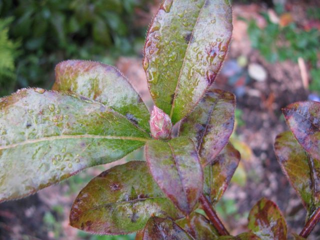 Rhododendrons in Siberia: planting care, varieties, photos