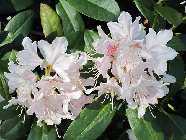 Rhododendrons in Siberia: planting care, varieties, photos