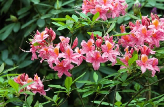 Rhododendrons in the Leningrad region: the best varieties, cultivation