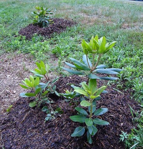 Rhododendrons in the Leningrad region: the best varieties, cultivation