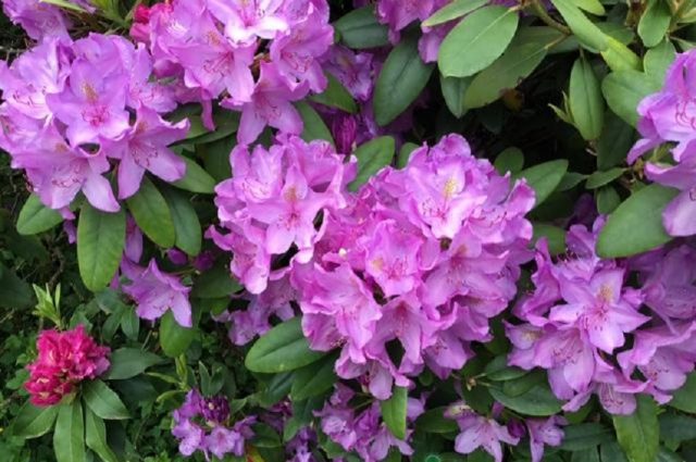 Rhododendrons in the Leningrad region: the best varieties, cultivation