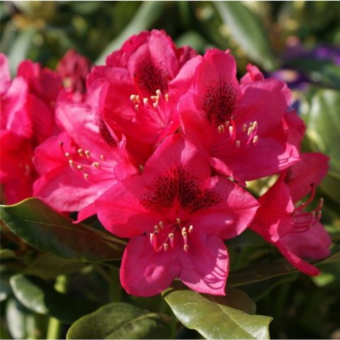 Rhododendrons in the Leningrad region: the best varieties, cultivation