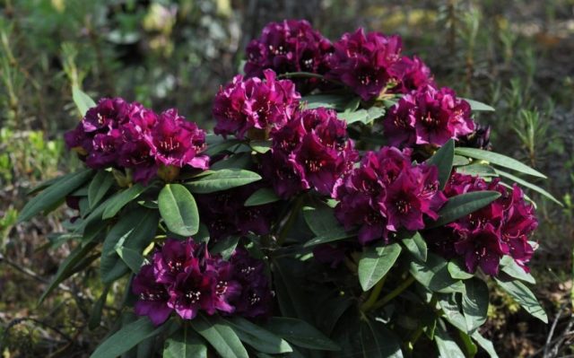 Rhododendrons in the Leningrad region: the best varieties, cultivation