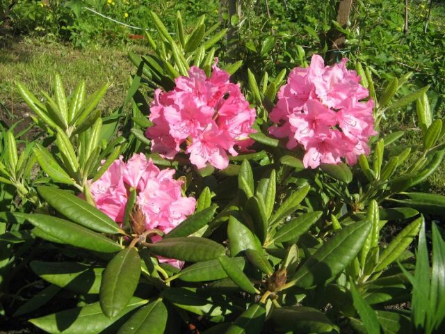 Rhododendrons in the Leningrad region: the best varieties, cultivation