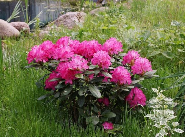 Rhododendrons in the Leningrad region: the best varieties, cultivation