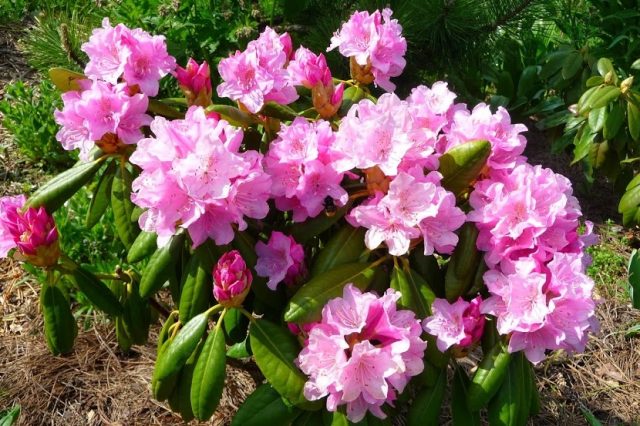 Rhododendrons in the Leningrad region: the best varieties, cultivation