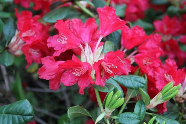 Rhododendrons in the Leningrad region: the best varieties, cultivation