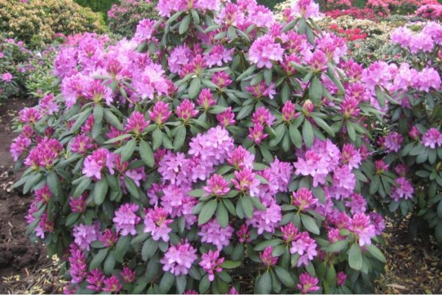 Rhododendrons in the Moscow region: planting and care, the best varieties