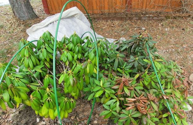 Rhododendrons in the Moscow region: planting and care, the best varieties