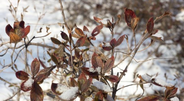 Rhododendrons in the Moscow region: planting and care, the best varieties