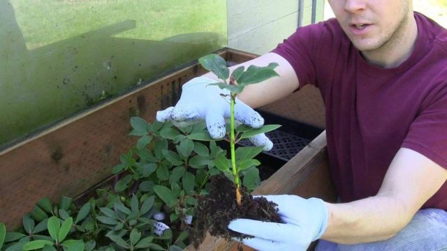 Rhododendrons in the Moscow region: planting and care, the best varieties