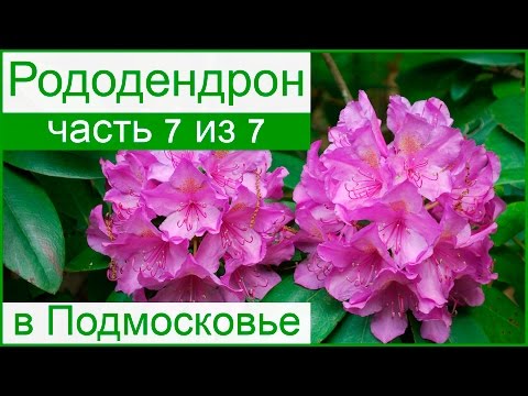 Rhododendrons in the Moscow region: planting and care, the best varieties