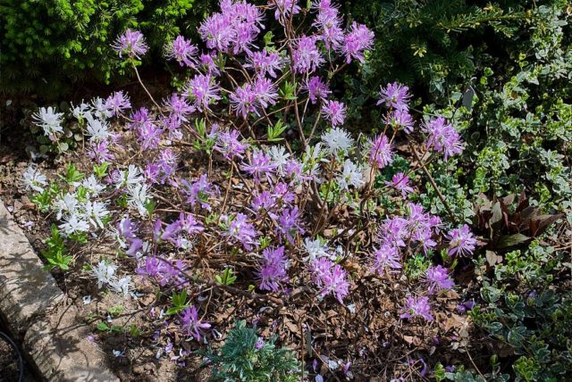 Rhododendrons in the Moscow region: planting and care, the best varieties