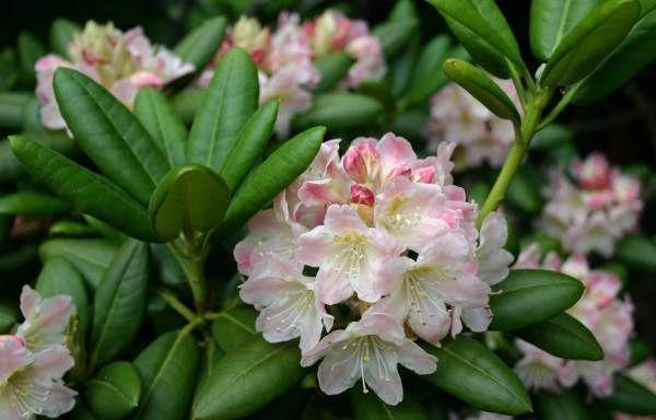 Rhododendrons in the Moscow region: planting and care, the best varieties