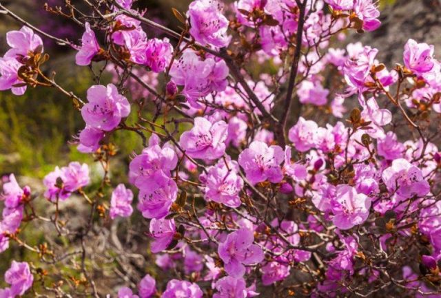 Rhododendrons in the Moscow region: planting and care, the best varieties