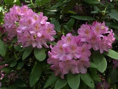 Rhododendrons in the Moscow region: planting and care, the best varieties