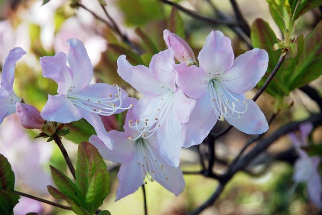 Rhododendrons in the Moscow region: planting and care, the best varieties