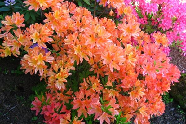 Rhododendrons in the Moscow region: planting and care, the best varieties