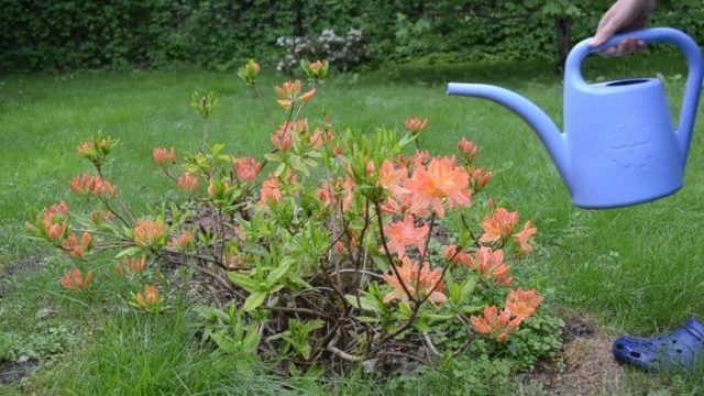 Rhododendrons in the Moscow region: planting and care, the best varieties