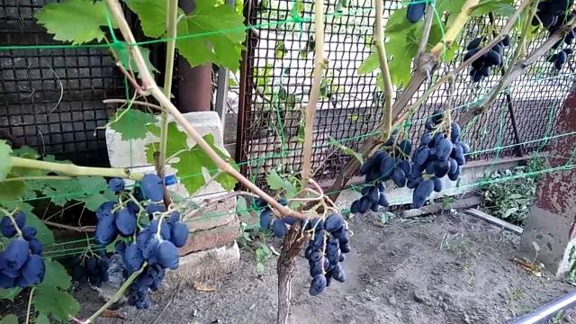 Rhombic grapes