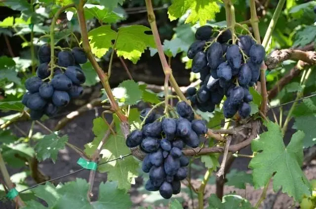 Rhombic grapes