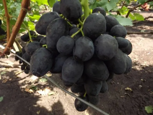 Rhombic grapes