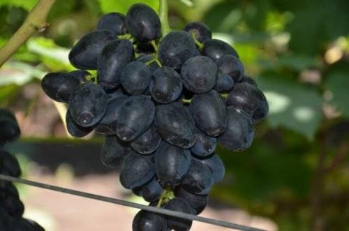 Rhombic grapes