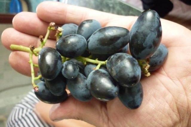 Rhombic grapes