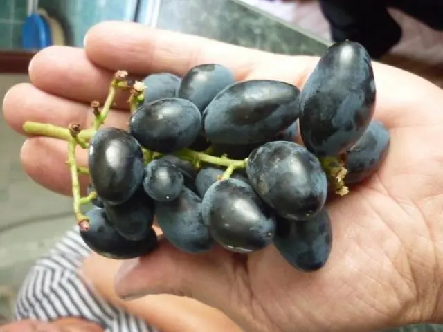 Rhombic grapes