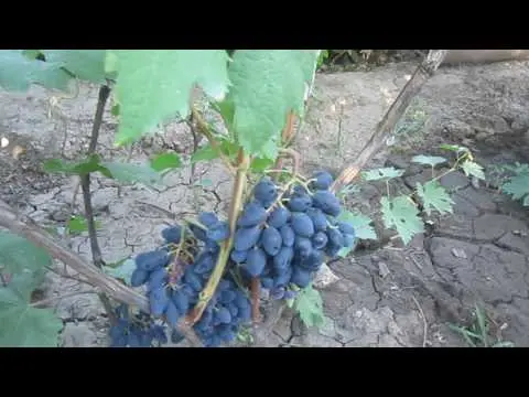 Rhombic grapes