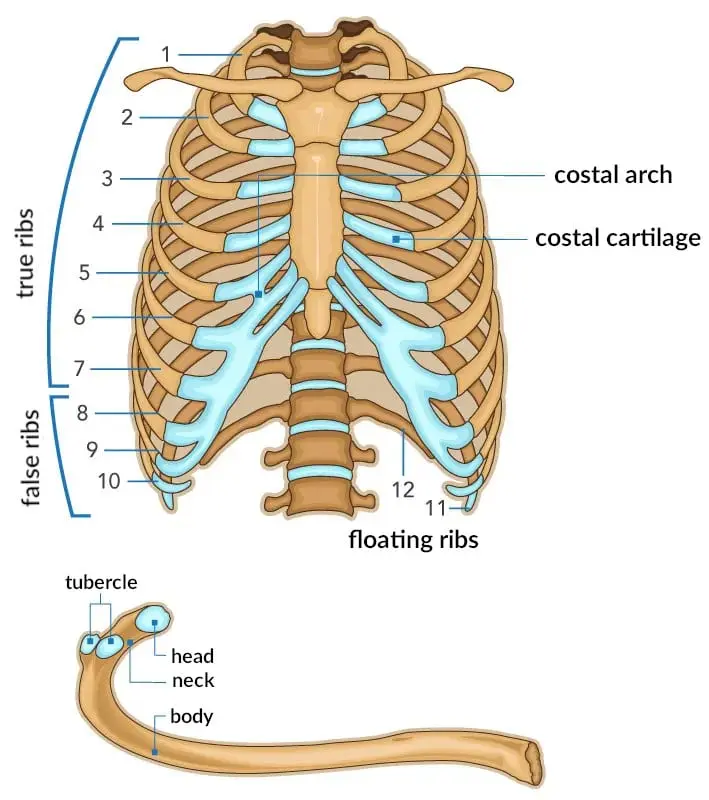 Ribs &#8211; anatomy, functions, diseases. The causes of rib pain