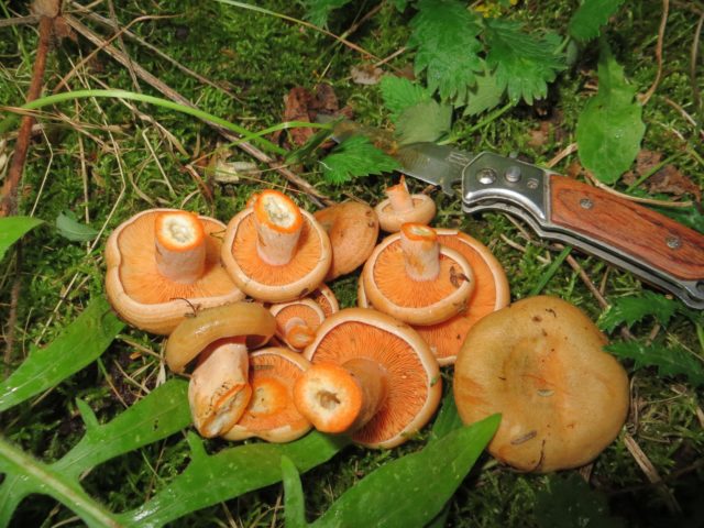 Rice soup: mushroom recipes with photos