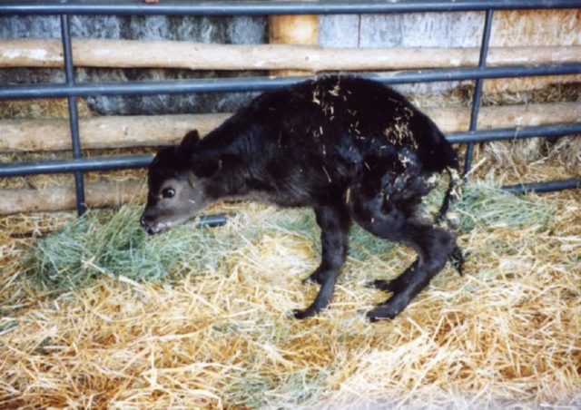 Rickets in a calf: case history, symptoms and treatment